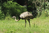 Asuncin, Paraguay: Nandu, Rhea americana in the grass - the largest bird in the Americas - ema - Asuncin zoo - photo by A.Chang
