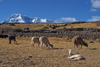 Ausangate massif, Cuzco region, Peru: alpaca in a corral on the high Altiplano below the mighty Andean peak of Auzangate, 20,900 ft (Quechua: Awsanqati) - mountain of the Cordillera Blanca range in the Andes - photo by C.Lovell