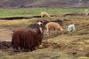 Ausangate massif, Cuzco region, Peru: a special type of long haired Llama - unshorn - puna grasslands of the Altiplano - Ausangate trek, Peruvian Andes - Cordillera Blanca - photo by C.Lovell