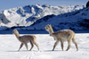 Ausangate massif, Cuzco region, Peru: a pair of snow dusted Alpacas pass by Laguna Jatun Pucacocha - Ausangate Trek- Peruvian Andes - Cordillera Blanca - photo by C.Lovell