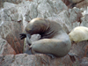 Peru - Islas Ballestas / Ballesta islands, Ica region, Peru: seal on the rocks - photo by M.Bergsma