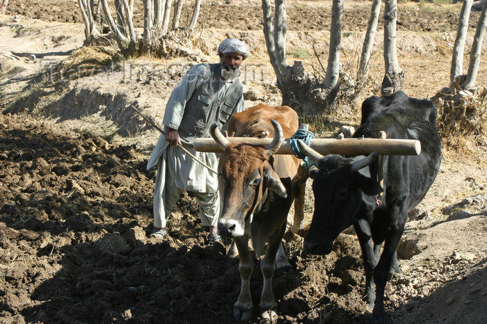 afghanistan23: Afghanistan - Herat province - farmer ploughing with oxen - photo by E.Andersen - (c) Travel-Images.com - Stock Photography agency - Image Bank