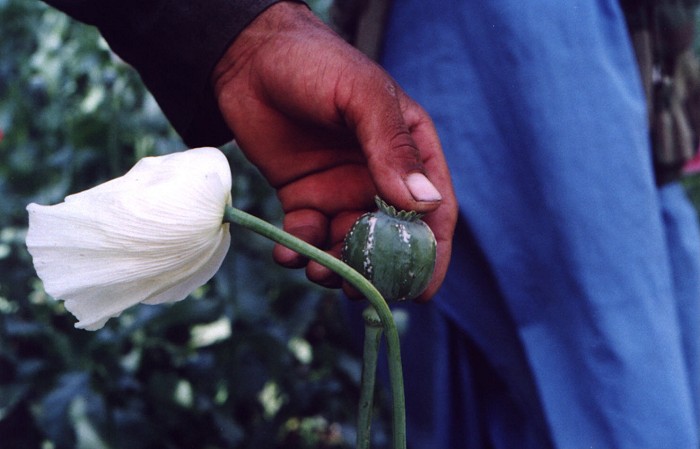 afghanistan3: Afghanistan: Milking a poppy to produce opium and heroin - drug production - agriculture - photo by Anne Dinnan - (c) Travel-Images.com - Stock Photography agency - the Global Image Bank