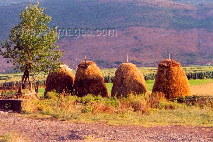 albania7: Albania / Shqiperia - Lezhe: Gheg rural life - haystacks on the road to Tirana - photo by M.Torres - (c) Travel-Images.com - Stock Photography agency - Image Bank