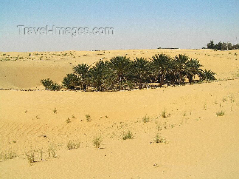 algeria34: Algeria / Algerie - Sahara desert: small oasis - palm trees - photo by J.Kaman - petite oasis - palmiers - (c) Travel-Images.com - Stock Photography agency - Image Bank
