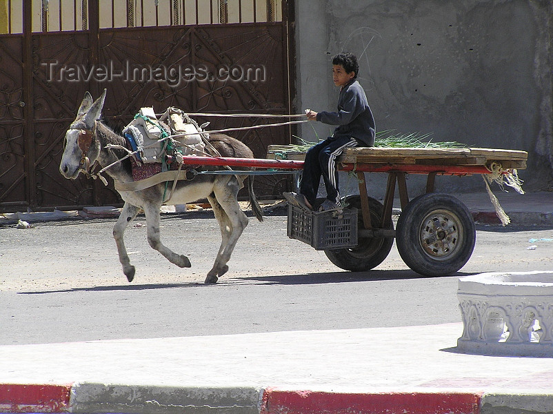 algeria36: Algeria / Algerie - Touggourt - Wilaya de Ouargla: cart with speeding donkey - photo by J.Kaman - chariot avec âne rapide - (c) Travel-Images.com - Stock Photography agency - Image Bank