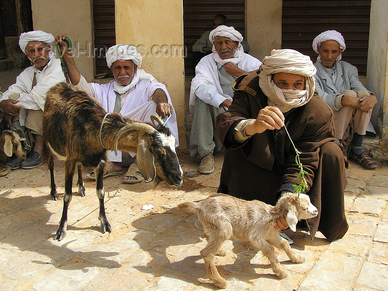 algeria76: Algeria / Algerie - M'zab - Ghardaïa wilaya: at the market - goats - Ghardaia - photo by J.Kaman - au marché - chevres - (c) Travel-Images.com - Stock Photography agency - Image Bank