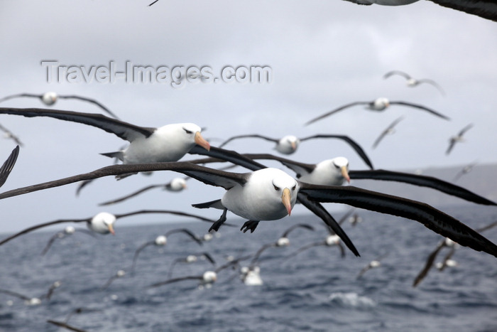 antarctica26: Commonwealth Bay, East Antarctica: albatrosses are constant companions - photo by R.Eime - (c) Travel-Images.com - Stock Photography agency - Image Bank