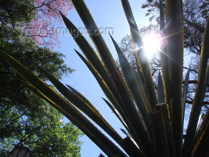 argentina302: Argentina - Buenos Aires - aloe - Jardin Botanico, Carlos Thays, Palermo - images of South America by M.Bergsma - (c) Travel-Images.com - Stock Photography agency - Image Bank