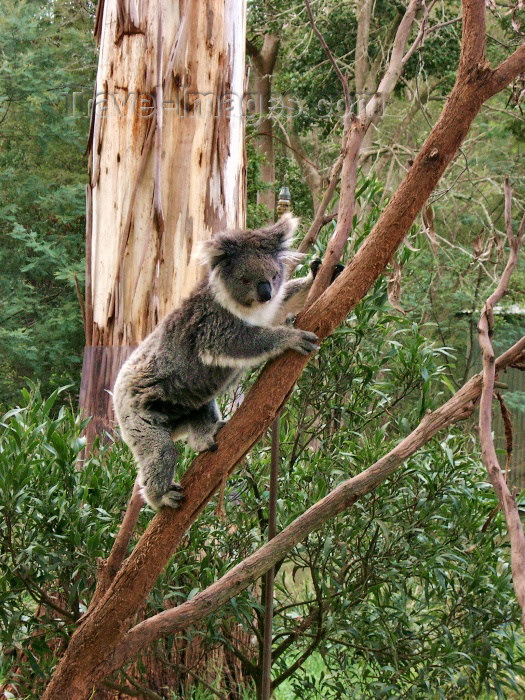 australia160: Australia - Koala climbing (Victoria) / coala - photo by Luca Dal Bo - (c) Travel-Images.com - Stock Photography agency - Image Bank