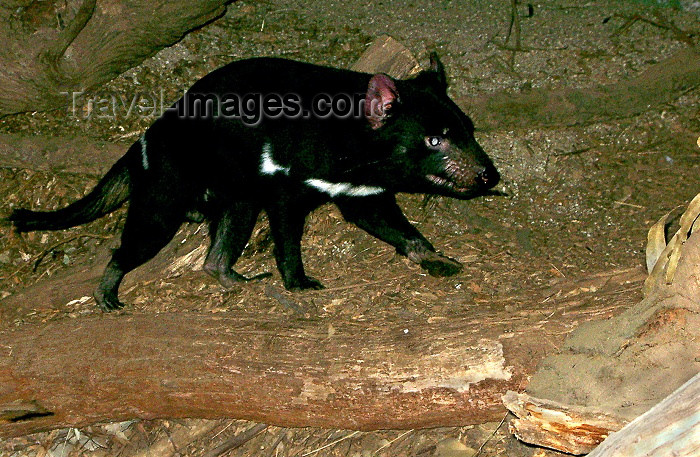 australia162: Australia - Tasmanian Devil (Victoria) - photo by Luca Dal Bo - (c) Travel-Images.com - Stock Photography agency - Image Bank
