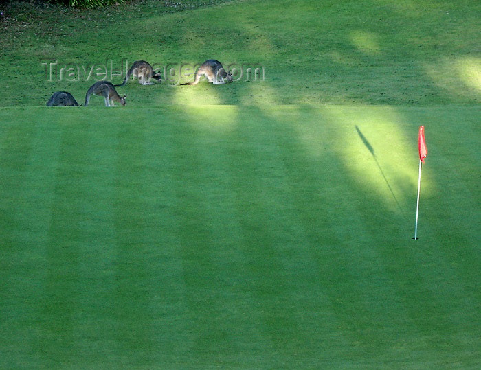 australia164: Australia - Kangaroos on a golf course (Victoria) - photo by Luca Dal Bo - (c) Travel-Images.com - Stock Photography agency - Image Bank
