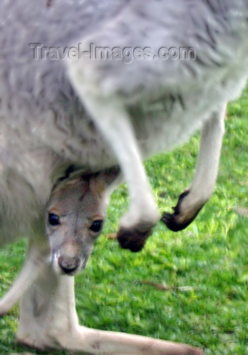 australia165: Australia - Baby Grey kangaroo (Victoria) - photo by Luca Dal Bo - (c) Travel-Images.com - Stock Photography agency - Image Bank