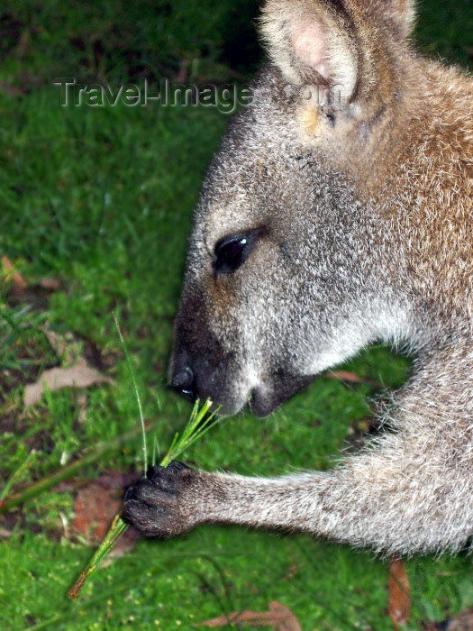 australia166: Australia - Grey kangaroo - close up (Victoria) - photo by Luca Dal Bo - (c) Travel-Images.com - Stock Photography agency - Image Bank