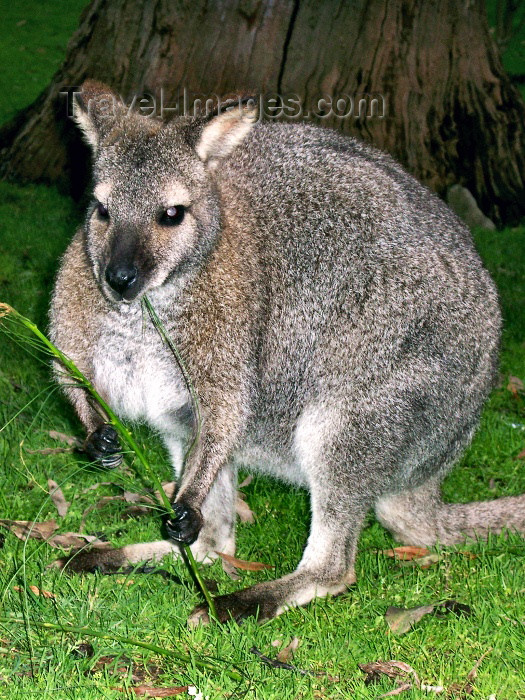 australia167: Australia - Grey kangaroo (Victoria) - photo by Luca Dal Bo - (c) Travel-Images.com - Stock Photography agency - Image Bank