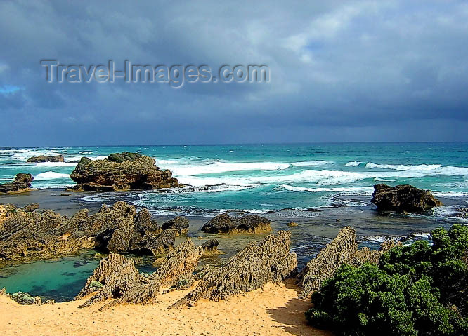 australia455: Australia - Port Fairy (Victoria): the Crags Calcified Forest - photo by Luca Dal Bo - (c) Travel-Images.com - Stock Photography agency - Image Bank