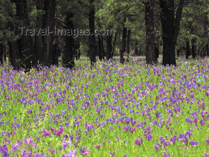 australia609: Australia - Flinders Ranges National Park - South Australia: field of purple flowers - photo by M.Samper - (c) Travel-Images.com - Stock Photography agency - Image Bank