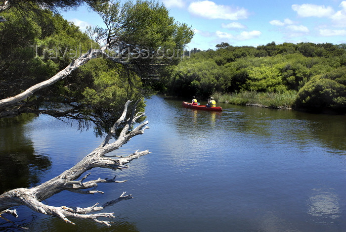 australia653: Australia - Hindmarsh River, South Australia: canoeing - photo by G.Scheer - (c) Travel-Images.com - Stock Photography agency - Image Bank
