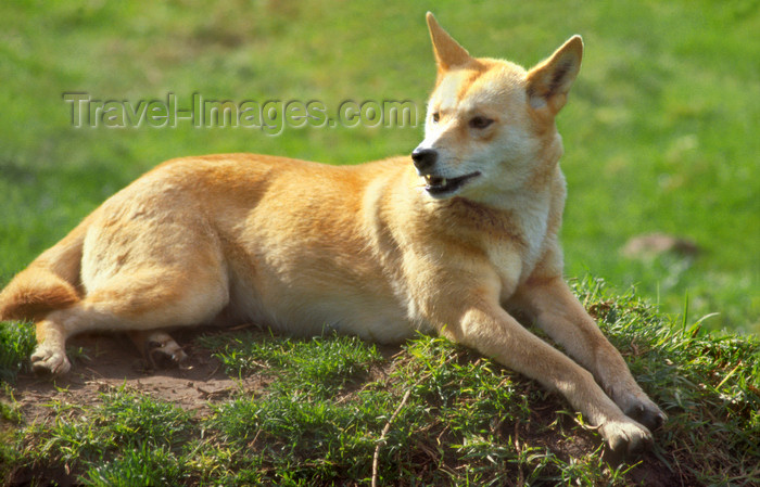 australia661: Australia - South Australia: Dingo or warrigal, Canis lupus dingo - wild dog - photo by G.Scheer - (c) Travel-Images.com - Stock Photography agency - Image Bank