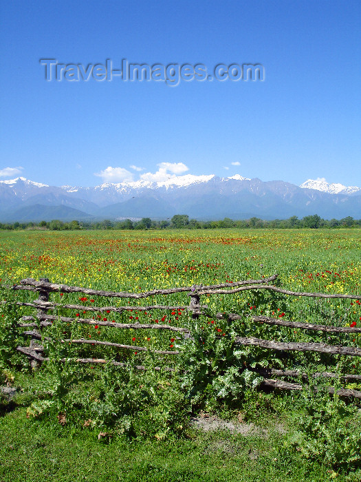 azer502: Qabala rayon, Azerbaijan: fields of red poppies, again with the snow topped Caucasus Mountains as a backdrop - road to Oguz - F.MacLachlan - (c) Travel-Images.com - Stock Photography agency - Image Bank