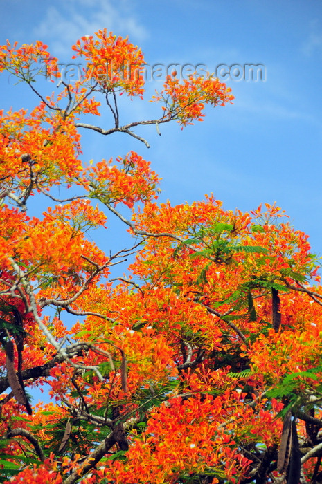 belize14: Belmopan, Cayo, Belize: Flamboyant tree - Royal Poinciana - Delonix regia - red Gulmohar flowers and seed pods - photo by M.Torres - (c) Travel-Images.com - Stock Photography agency - Image Bank