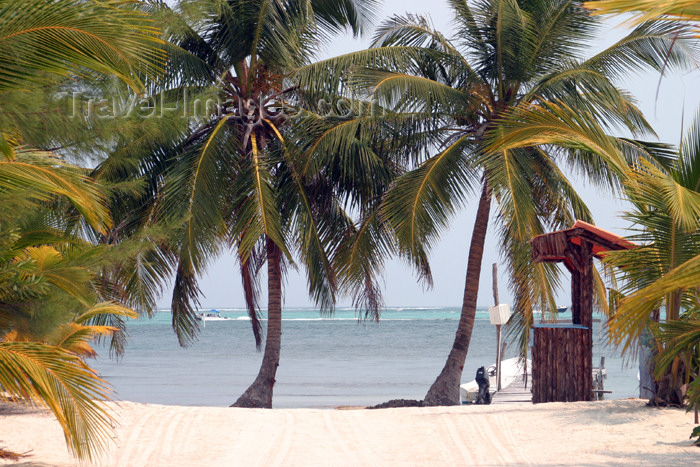 belize49: Belize - Seine Bight village: path to the Caribbean Sea - white sand beach with coconut trees - playa - plage - praia - Strand - photo by Charles Palacio - (c) Travel-Images.com - Stock Photography agency - Image Bank