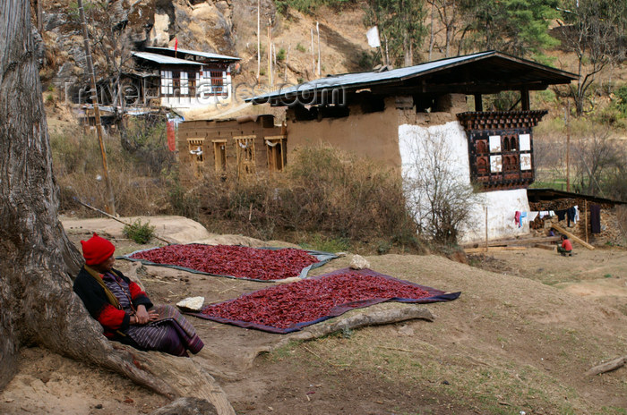 bhutan114: Bhutan - Paro dzongkhag - Drukgyel village - old woman, waiting for red chili peppers to dry - photo by A.Ferrari - (c) Travel-Images.com - Stock Photography agency - Image Bank
