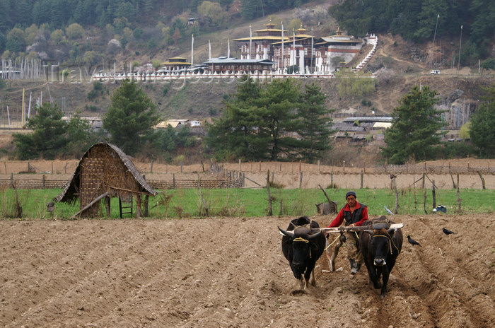 bhutan20: Bhutan - Bumthang valley - agriculture - working in the fields, outside Kurjey Lhakhang - photo by A.Ferrari - (c) Travel-Images.com - Stock Photography agency - Image Bank