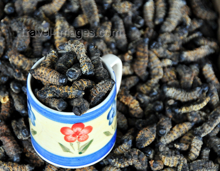 botswana37: Gaborone, South-East District, Botswana: larval insects - snacks for sale - Botswana, Gaborone - photo by M.Torres - (c) Travel-Images.com - Stock Photography agency - Image Bank