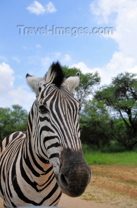 botswana5: Gaborone Game Reserve, South-East District, Botswana: Burchell's Zebra - Plains Zebra - Common Zebra, Equus quagga burchellii - head view - ungulate - photo by M.Torres - (c) Travel-Images.com - Stock Photography agency - Image Bank