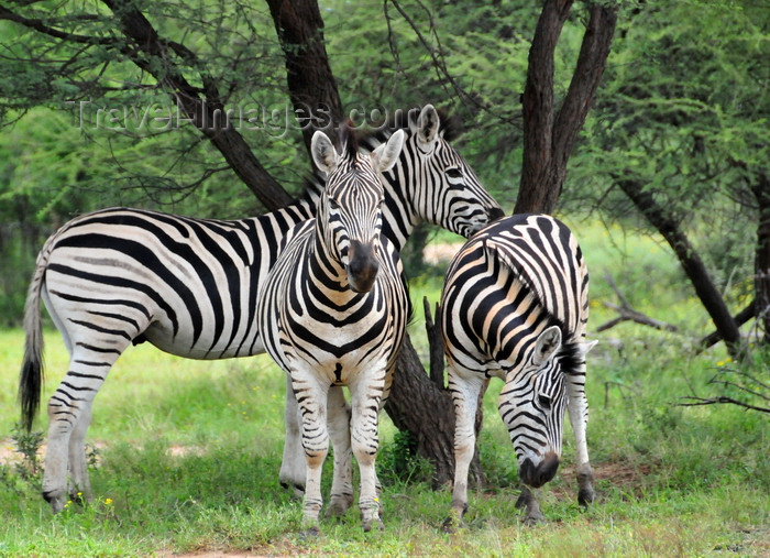 botswana6: Gaborone Game Reserve, South-East District, Botswana: Burchell's Zebra, Equus quagga burchellii - stallion and two mares under a tree - photo by M.Torres - (c) Travel-Images.com - Stock Photography agency - Image Bank