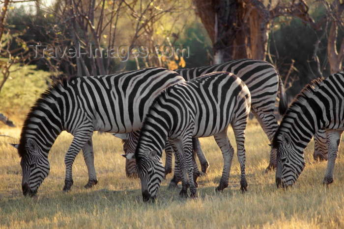 botswana65: Okavango delta, North-West District, Botswana: a herd of Burchell's Zebra - dazzle - photo by C.Lovell - (c) Travel-Images.com - Stock Photography agency - Image Bank