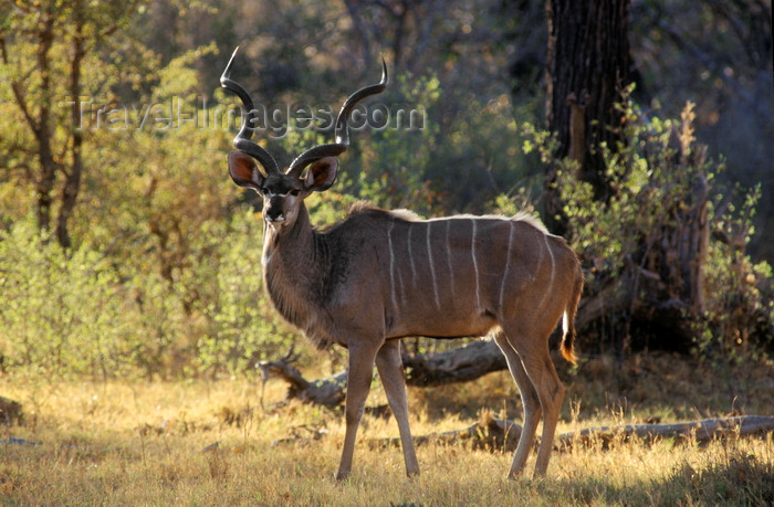 botswana68: Okavango delta, North-West District, Botswana: a Greater Kudu bull backlit by the afternoon sun - Tragelaphus Strepsiceros - photo by C.Lovell - (c) Travel-Images.com - Stock Photography agency - Image Bank