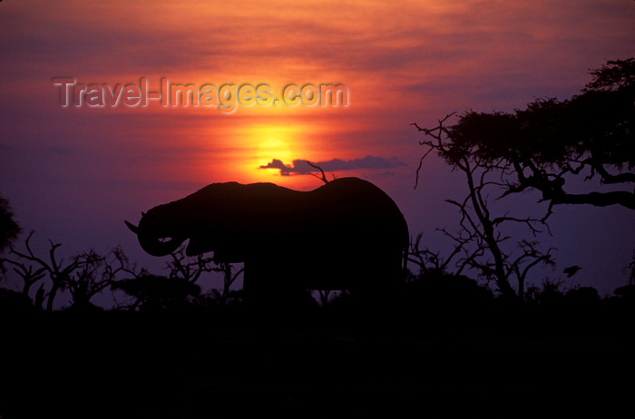 botswana83: Chobe National Park, North-West District, Botswana: sunset - silhouette of an elephant drinking at a watering hole in the Savuti Marsh- photo by C.Lovell - (c) Travel-Images.com - Stock Photography agency - Image Bank
