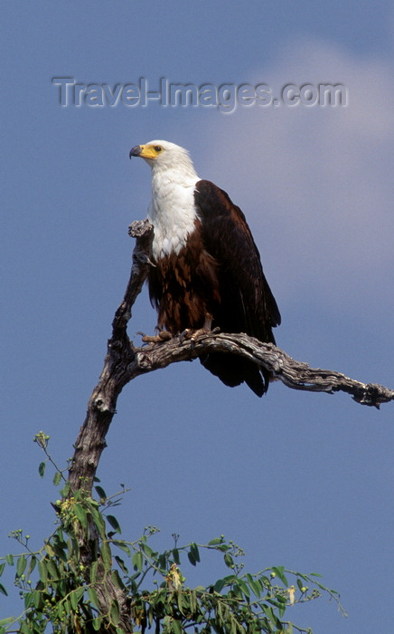 botswana86: Chobe National Park, North-West District, Botswana: African Fish Eagle perched in a tree, surveying the horizon - Haliaeetus vocifer - photo by C.Lovell - (c) Travel-Images.com - Stock Photography agency - Image Bank