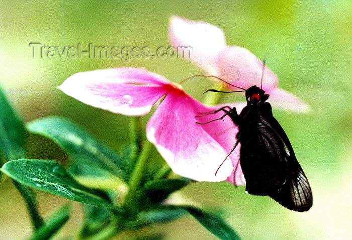 brazil403: Brazil / Brasil - black moth on a flower / mariposa negra pousada numa flor - insecto - fauna - photo by L.Moraes - (c) Travel-Images.com - Stock Photography agency - Image Bank
