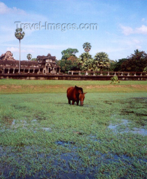 cambodia38: Angkor, Cambodia / Cambodge: Angkor Wat - pool life - horse - photo by Miguel Torres - (c) Travel-Images.com - Stock Photography agency - Image Bank