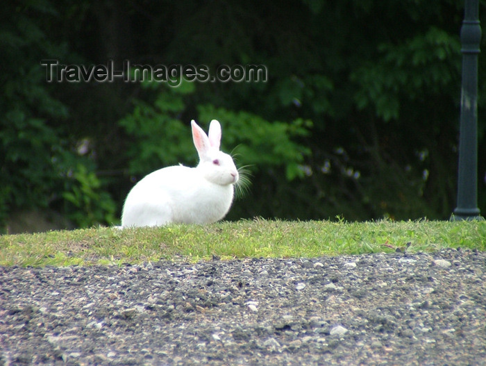 canada150: Vineland, Ontario, Canada / Kanada: white rabbit - photo by R.Grove - (c) Travel-Images.com - Stock Photography agency - Image Bank