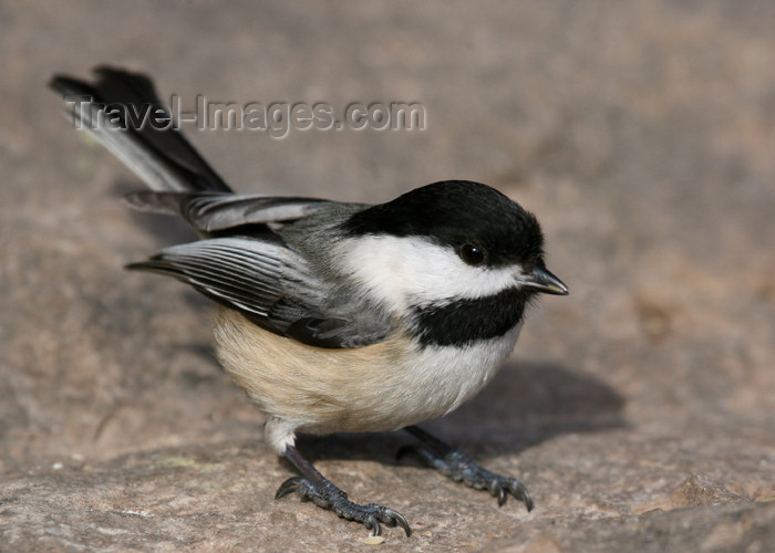 canada494: Canada - Ontario - Black-capped Chickadee, Parus atricapillus or Poecile atricapillus - photo by R.Grove - (c) Travel-Images.com - Stock Photography agency - Image Bank