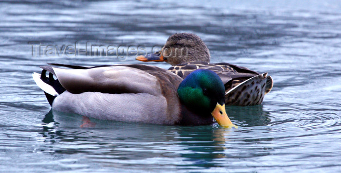canada501: Canada - Ontario - pair of mallards - Anas platyrhynchos - photo by R.Grove - (c) Travel-Images.com - Stock Photography agency - Image Bank