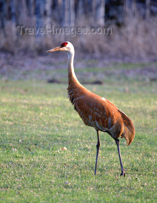 canada508: Canada - Ontario - Sandhill crane - Grus canadensis - photo by R.Grove - (c) Travel-Images.com - Stock Photography agency - Image Bank