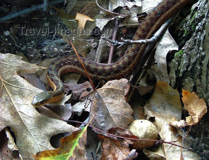 canada509: Canada - Ontario - garter snake in leaves - photo by R.Grove - (c) Travel-Images.com - Stock Photography agency - Image Bank
