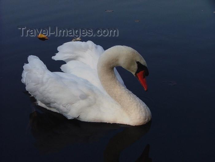 canada511: Canada - Ontario - Mute Swan - Cygnus olor - photo by R.Grove - (c) Travel-Images.com - Stock Photography agency - Image Bank