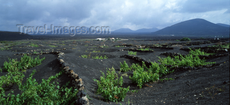 canary71: La Geria,  Lanzarote, Canary Islands: wine-growing in the volcanic ashes - vines - photo by W.Allgöwer - (c) Travel-Images.com - Stock Photography agency - Image Bank