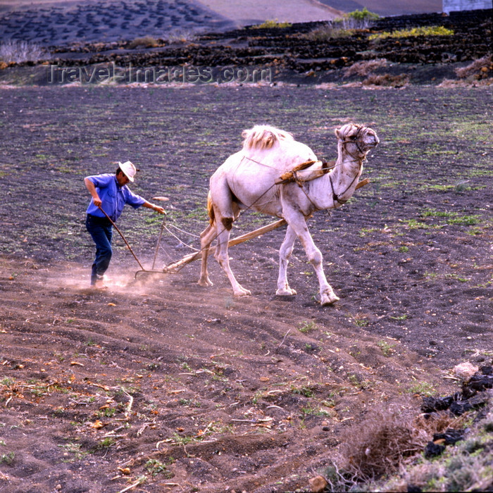 canary76: Lanzarote, Canaries: camel ploughing - agriculture in volcanic soil - photo by A.Bartel - (c) Travel-Images.com - Stock Photography agency - Image Bank