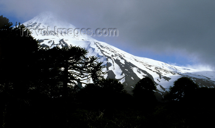 chile108: Villarrica Volcano National Park, Araucanía Region, Chile: Araucaria trees and the slopes of Lanin Volcano - Araucaria Araucana - Lake District of Chile - photo by C.Lovell - (c) Travel-Images.com - Stock Photography agency - Image Bank