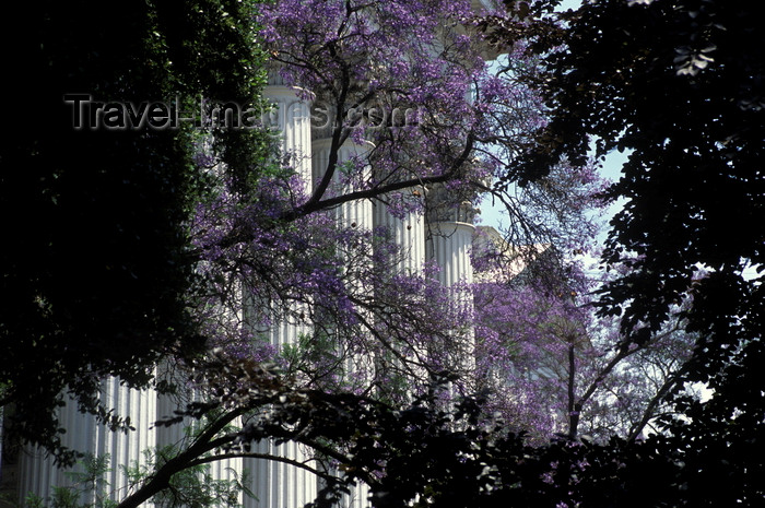 chile146: Santiago de Chile: mimosa blooms in front of the columns of the former National Congress, now the Ministry of External Relations - photo by C.Lovell - (c) Travel-Images.com - Stock Photography agency - Image Bank