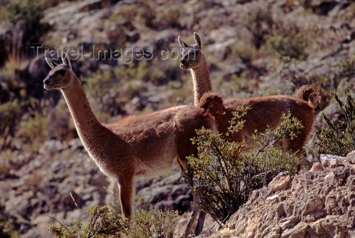 chile149: Atacama desert, Atacama region, Chile: the Guanaco are a wild relative of the llama and are seen here in the high altitude - Lama guanicoe – camelid - photo by C.Lovell - (c) Travel-Images.com - Stock Photography agency - Image Bank