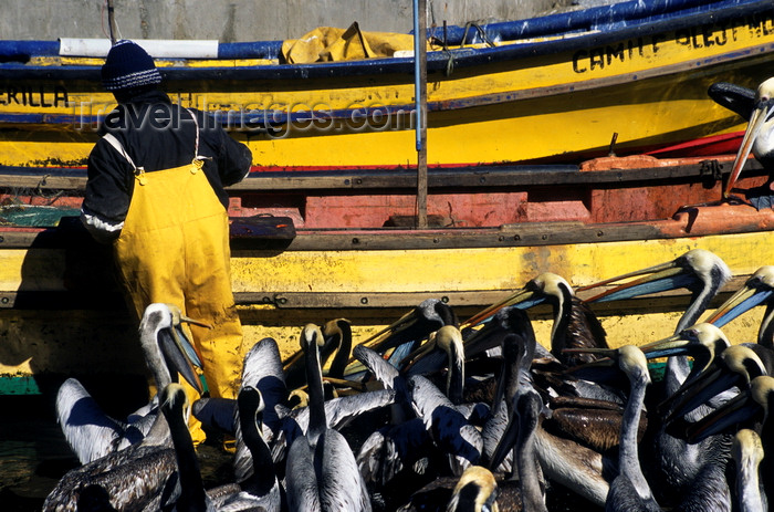 chile183: Concon village, Valparaíso region, Chile: fisherman feeds pelicans – yellow boats- photo by C.Lovell - (c) Travel-Images.com - Stock Photography agency - Image Bank