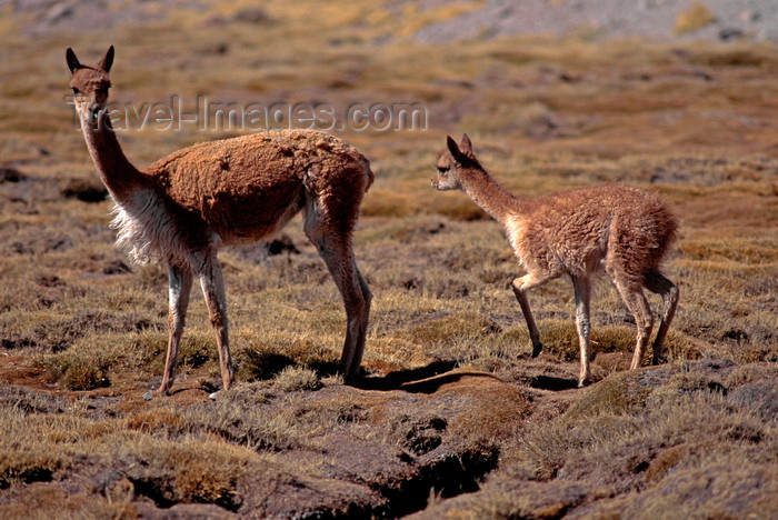 chile231: Lauca National Park, Arica and Parinacota region, Chile: mother and baby vicuna prosper on the high altitude grasslands, above 11,000 feet - World Biosphere Reserve - Norte Grande - photo by C.Lovell - (c) Travel-Images.com - Stock Photography agency - Image Bank